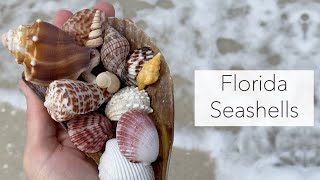 Looking for seashells Florida islands have the best seashells treasures [upl. by Daune]