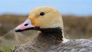 Alaskas Yukon Delta National Wildlife Refuge [upl. by Reivilo153]