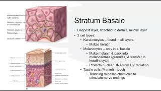 2 Epidermal Strata [upl. by Kadner615]