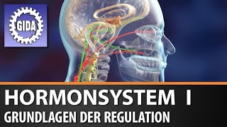 Trailer  Hormonsystem I  Grundlagen der Regulation  Biologie  Schulfilm [upl. by Greff629]