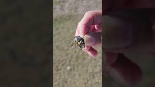 Dark eyed blue eyed Cicada [upl. by Strickler]