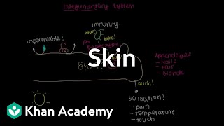 Meet the skin Overview  Integumentary system physiology  NCLEXRN  Khan Academy [upl. by Ynohtnaleahcim]