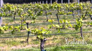 Yealands Winery Vine Growing Timelapse [upl. by Akkin]