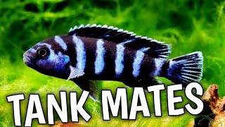 What fish can you have with demasoni cichlid  Demasoni cichlid tank mates [upl. by Nosreme808]