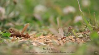 THE NUPTIAL FLIGHT OF THE TERMITES [upl. by Hurleigh]