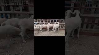 Karacabey Merinos Damızlık Çiftliği Antalya Kepez Başköy Bayram Ateş 05386450562 [upl. by Anifesoj864]