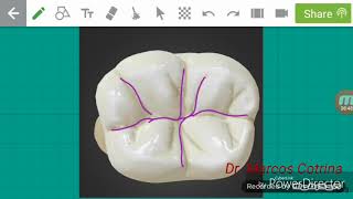 Anatomia Dentaria [upl. by Shana41]