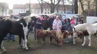 Pferdemarkt Neuruppin [upl. by Dorinda652]