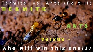 ANT VS TERMITE PART  2 [upl. by Tailor]