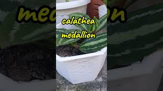 Flex ko lang aking calathea medallion plant  tumaba na [upl. by Tabber]