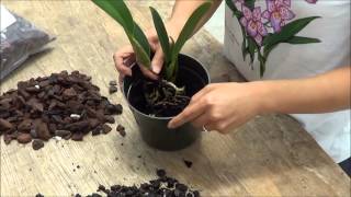 Transplanting Cattleya Orchids to 5 inch Pot  Akatsuka Orchid Gardens [upl. by Adnyleb70]