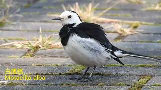 白鶺鴒的叫聲（The sound of the Motacilla alba [upl. by Grous150]