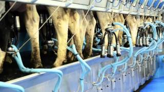 Fullwood QS parallel milking parlour [upl. by Gifferd248]