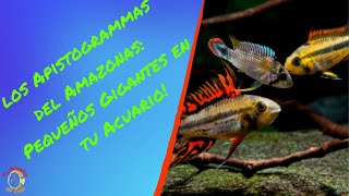 Apistogrammas Los pequeños del acuario que te alegrara tenerlos [upl. by Komara]