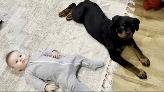 Rottweiler puppy and baby playing [upl. by Nomaid]