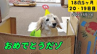 【①ろん君お誕生日おめでとうだゾ②お芋で乾杯だゾ③遅い夜の時間の過ごし方】【ポナさんの日常＃207】18歳5ヶ月20•19日目 [upl. by Ralf]