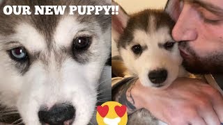 MEET OUR NEW PUPPY [upl. by Noimad85]