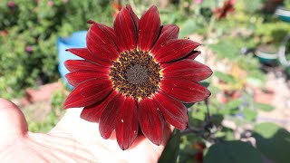 Girasol rojo  Helianthus annus Black Magic  Sunflower Black Magic  Red sunflower  de colores [upl. by Glialentn]