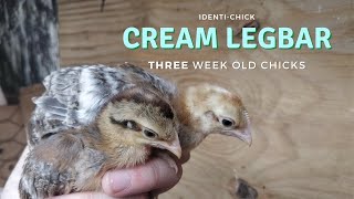 Crested Cream Legbar 3WeekOld Chicks [upl. by Enovi]