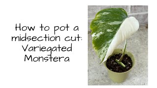 How to Pot a Midsection Cut of Variegated Monstera Albo Plant [upl. by Fonda]