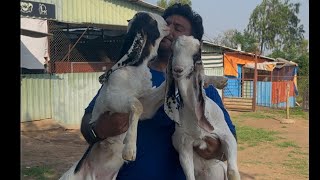 Vlog 1031  EXOTC OR KOTA KE HAMARE HOME BREED KE BACHE ALHAMDULILLHA  MOHSIN KHAN [upl. by Masuh]