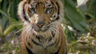 WWF Tiger Commercial [upl. by Silden]