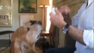 Golden Retriever Funny Dog having his Teeth Flossed  Jack Golden Retriever [upl. by Ahs]