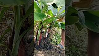 PLANTING LAKATAN BANANA desuckeringlakatan banana asmrsatisfying agriculture shorts [upl. by Cullie]