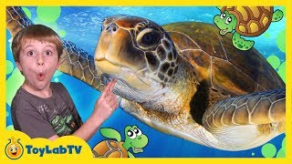 Turtle Rescued from Shark Aaron visits Turtle Sanctuary in Family Friendly Video for Kids with Toys [upl. by Tnomyar]