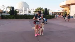 Service Dog Training at Disney 🐕 4517 [upl. by Eirrehc]