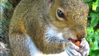 quotSquirrel Sciuridae Tree squirrels ground squirrels chipmunks prairie dogs flying squirrelsquot [upl. by Leatrice981]