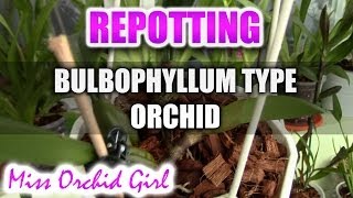 Repotting Bulbophyllum type orchid  Cirrhopetalum Elizabeth Ann Buckleberry [upl. by Bakerman106]