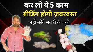 कर लो ये 5 काम होगी अच्छी breed नहीं मरेंगे बजरी तोते के बच्चे  बजरी तोते के बच्चे क्यू मरते है [upl. by Wichern807]