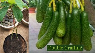 Grafting Avocado Double Rootstock Update Video [upl. by Kinna825]