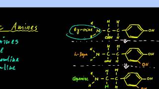 Part 11  Neurotransmitters and Neuromodulators [upl. by Recneps]