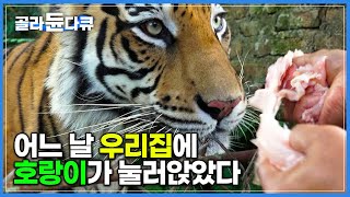 얼떨결에 시작된 호랑이와의 동거 맹수와 한 집에 사는 남자│어미 잃은 아기 호랑이가 고양이보다 순하고 강아지만큼 귀여운 반려동물이 된 사연│인도네시아│세계테마기행│골라듄다큐 [upl. by Edrahc]