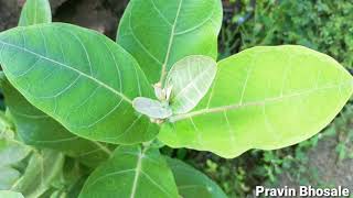 Calotropis procera  Xerophytic adaptations  Practical  Spotting Maharashtra Board [upl. by Leena455]