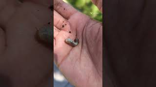 What bug larvae is this  bugs larvae outdoor [upl. by Bonine]