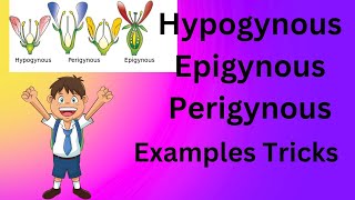 Hypogynous Perigynous Epigynous Flower examples trick [upl. by Aarika]