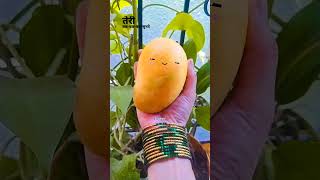 Mango Love shorts shortsfeed mango mangoes aam aamba kokan fruit summervibes mangolove [upl. by Hebe101]