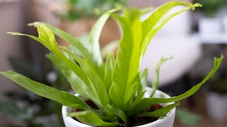 Birds Nest Fern Asplenium Nidus Care amp Growing Guide  Plant Mom Care [upl. by Charbonnier]