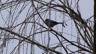 Siberian Chiffchaff song [upl. by Norb252]