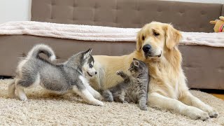 Golden Retriever is Shocked by the First Meeting of a Husky Puppy and a Kitten [upl. by Melia379]