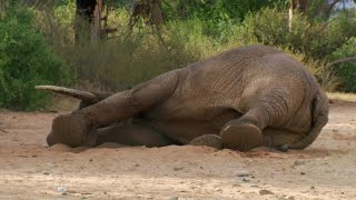 Safely Tranquilising an Elephant  This Wild Life  BBC Earth [upl. by Lrub]