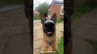 The dogs teeth are chattering so hard😍🤣 animals dog asmr [upl. by Arimay]