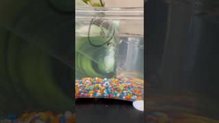 Acclimating my new pet fish 🐠  fish fun funboysadventure pets tanks [upl. by Gianina]