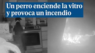 Un perro enciende la vitrocerámica de su casa y provoca un incendio [upl. by Atahs]