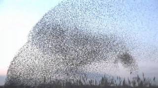 amazing starlings murmuration full HD [upl. by Einttirb]