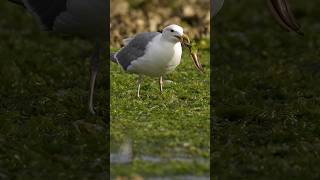 Gull plucks a Plainfin Midshipman out of the seaweed and proceeds to devour it birdvideos nature [upl. by Yadroc]