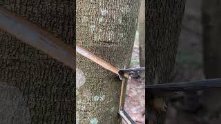 rubber tapping🌳 rubberfarming satisfying rubberwood rubber woodwork wood rubbertapping [upl. by Rehpotsirk]